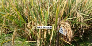 DRR Dhan 63